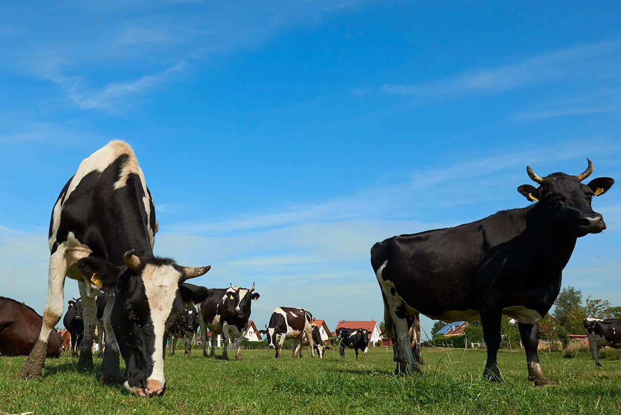 Genuss aus der Region 2 Regionale Landwirtchaft